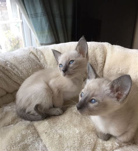 Siamese Cats For Sale | Atlanta, GA #218476 | Petzlover