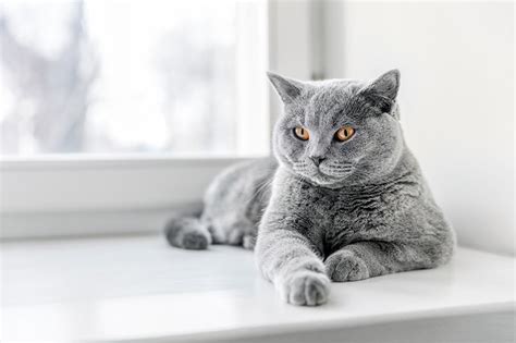 7 Grey Cat Breeds | BeChewy