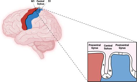 Frontiers | Somatotopic Mapping of the Fingers in the Somatosensory ...