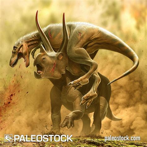 Triceratops vs Juvenile Tyrannosaurus stock image – Studio 252MYA