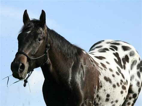 Amazing Appaloosa patterns | George Herald