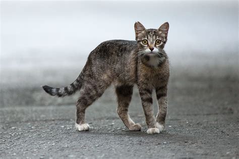 Feral vs. Stray Cat: Here’s How to Tell the Difference | Reader's Digest