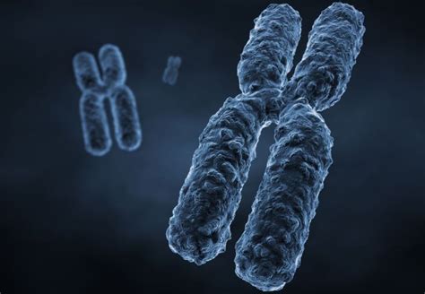 Ten Interesting Facts About Chromosomes | Chromosome, Chromosomal ...