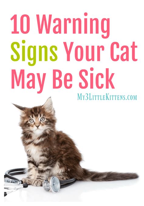 10 Warning Signs Your Cat May Be Sick | Sick cat, Cat illnesses, Sick ...