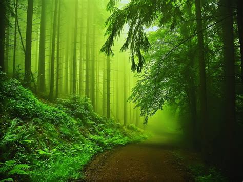 green, Nature Wallpapers HD / Desktop and Mobile Backgrounds