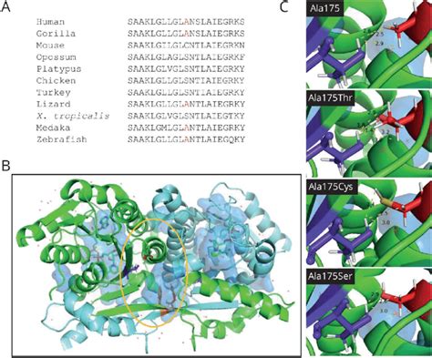 Three-dimensional structure of the dehydrogenase domain | Download ...