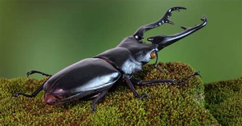 What Beetles Have Pincers? Can Beetles Pinch You? - IMP WORLD