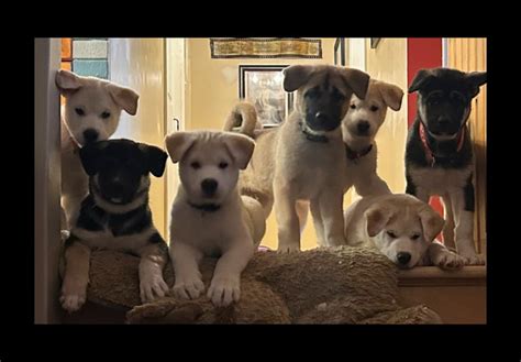 American Akita and German Shepherd mix Puppies. | Dogs & Puppies for ...