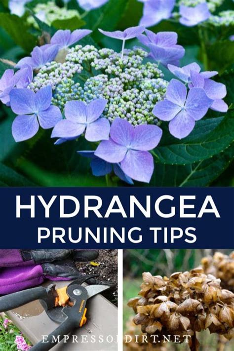 Hydrangea Pruning Guide for Beginners | Hydrangea landscaping, Garden ...