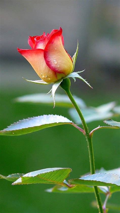 Details of Close Up Photo Of Fresh Red And White Rose Flower For Smartp