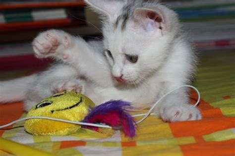 18 Best Kitten Teething Toys - Kitty Devotees