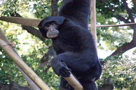 Siamang - Honolulu Zoo Society