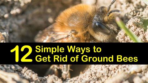 12 Simple Ways to Get Rid of Ground Bees