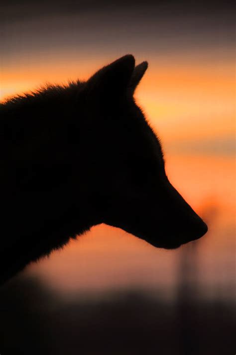 wolveswolves | Wolf silhouette, Wolf pictures, Wolf love