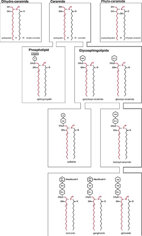 Chemical structure of sphingoid bases (sphinganine, sphingosine ...