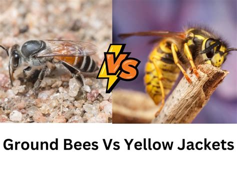 Revealing The Conflict: Ground Bees vs Yellow Jackets | Beekeepingstudy