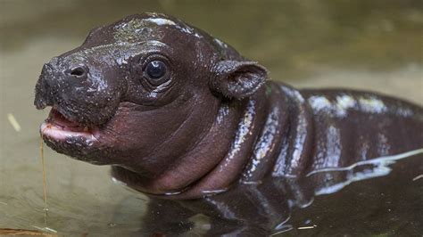 Baby pygmy hippo born at San Diego Zoo, conquers the internet with ...