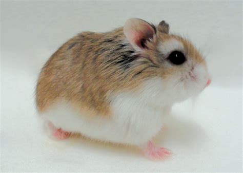 Dwarf Hamster Care: Roborovski, Russian & Chinese Hamster | Petco