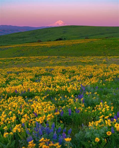 Mt Hood wildflowers Archives - Mike Putnam Photography