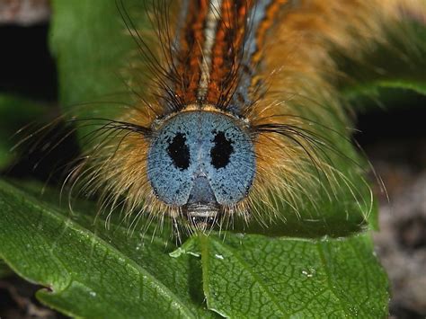 Help with caterpillar identification | Wildlife Insight