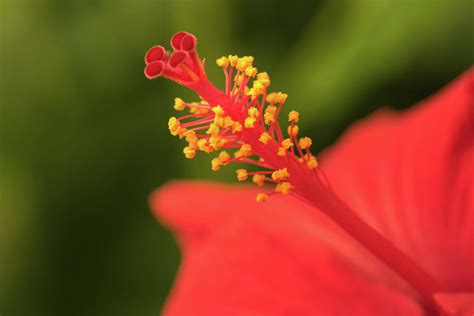 Extreme close up of a colourful flower stamen and stigma. Photograph by ...