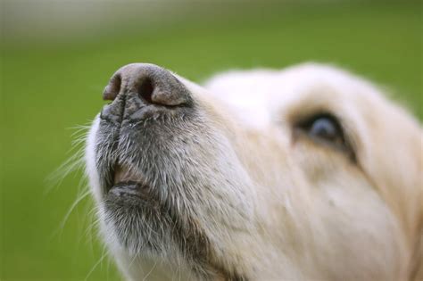 Can You Cut a Dog’s Whiskers? (And Why Do They Have Them)?