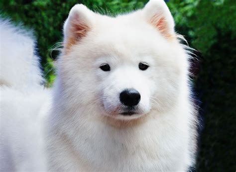 Giant Samoyed Puppies