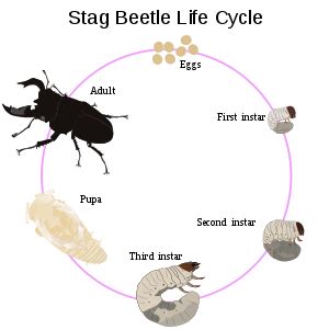 Beetle - Wikipedia