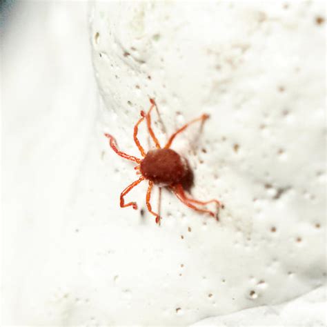 Red bug found on building's planters (afraid it might be a tick ...