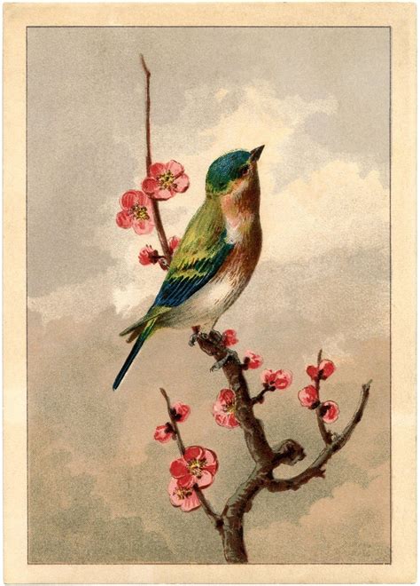 Pássaros Vintage | Vintage bird illustration, Bird pictures, Bird prints