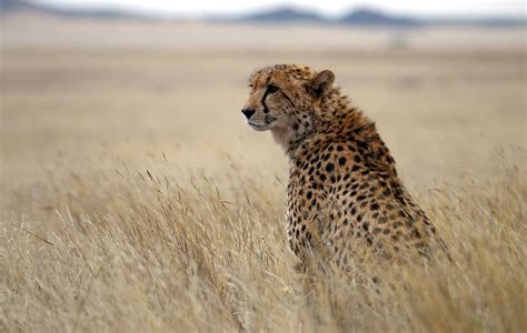 Cheetah Hunts » Outdoors International