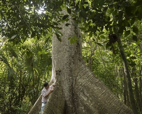 La Selva Maya: dos ejemplos escalables de manejo forestal comunitario ...