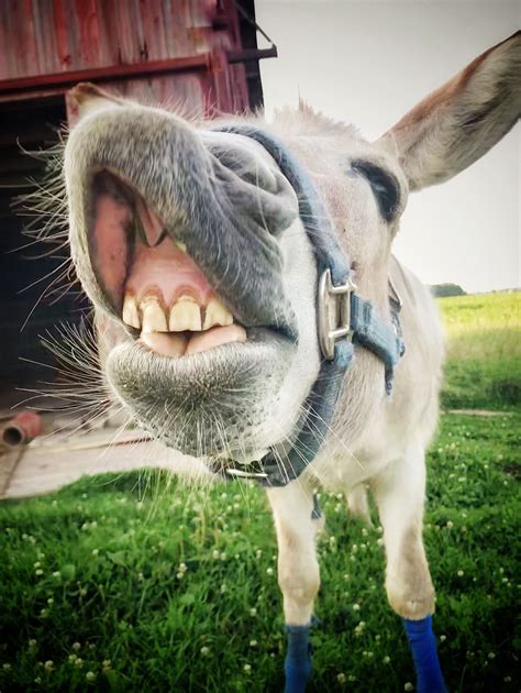 Heehaw #donkeys #cuteanimals #farmanimals #heehaw | Cute donkey, Funny ...