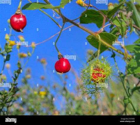 Stinking passionfruit or wild maracuja (Passiflora foetida), ripe and ...