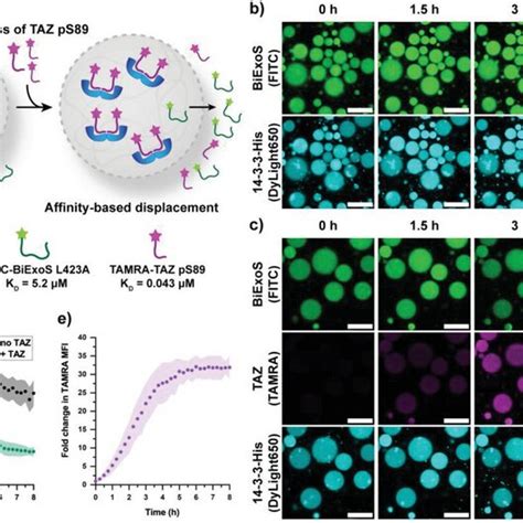 a) Schematic overview of affinity‐based displacement experiment ...