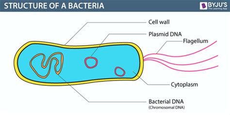 simple prokaryotic bacterial cell diagram