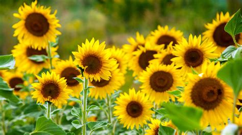 Sunflowers: Everything You Need To Know Before Planting