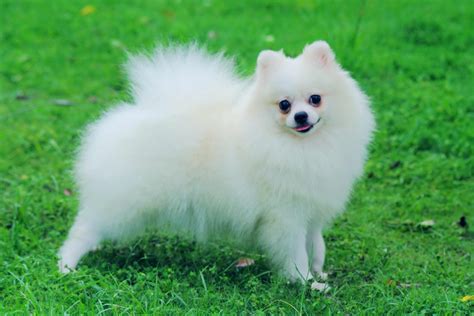 Pomeranian Dog Breed » Information, Pictures, & More