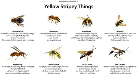 A Comprehensive Guide to Yellow Stripey Things | Bees and wasps, Bumble ...