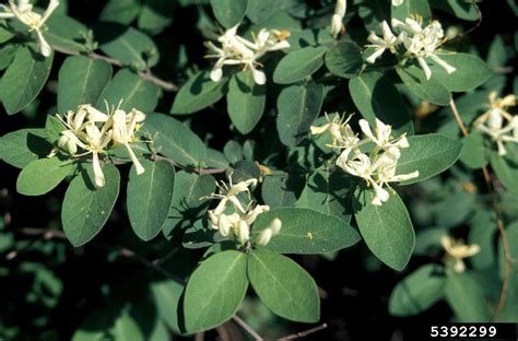 bush honeysuckles (exotic) (Genus Lonicera)