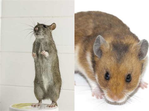 Hamster vs Rat: How to Tell the Differences - Animal Differences