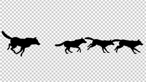 Wolfpack Silhouette Run Animation, Motion Graphics | VideoHive