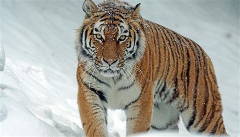 Top 5 Strongest Tiger Species in the World (Ranked)