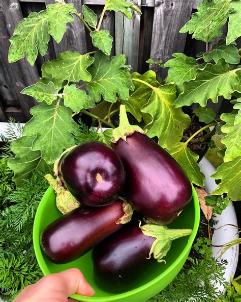 How to Grow and Harvest: Eggplant - Healthy Garden Co