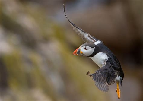 puffin in flight | Photo taking on the Saltee islands, count… | Flickr