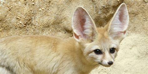 Hoeveel kost Fennec Fox - Fumi Pets