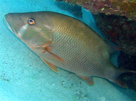 Dog Snapper - Lutjanus jocu - Key Largo, Florida - Photo 1 - Caribbean ...