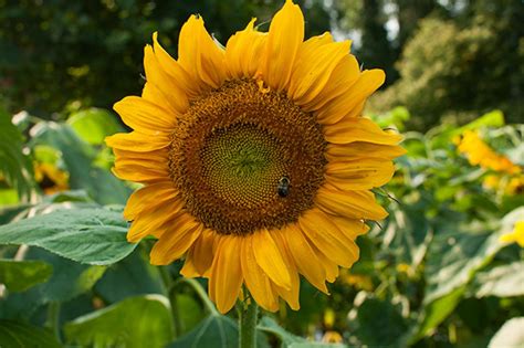 Giant Sunflower Titan Chiltern Seeds Direct | atelier-yuwa.ciao.jp