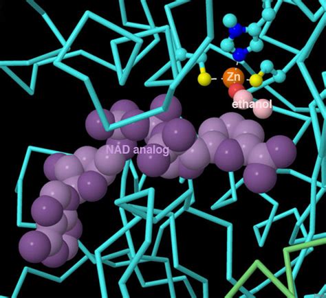 PDB-101: Molecule of the Month: Alcohol Dehydrogenase