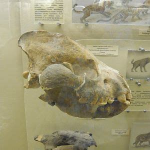 Orlov Paleontological Museum - Page 3 - ZooChat